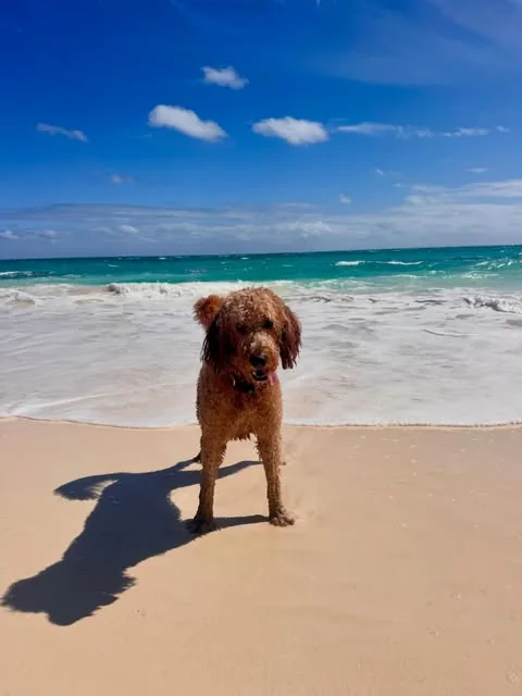 A curly-haired brown dog standing on the sand by the sea