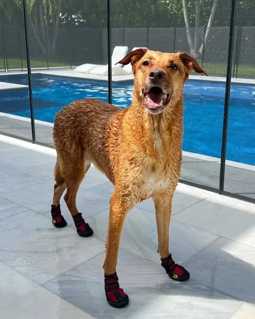A dog wearing protective booties beside a swimming pool