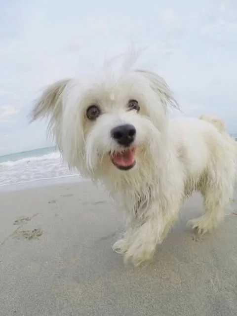 A small white dog on the beach