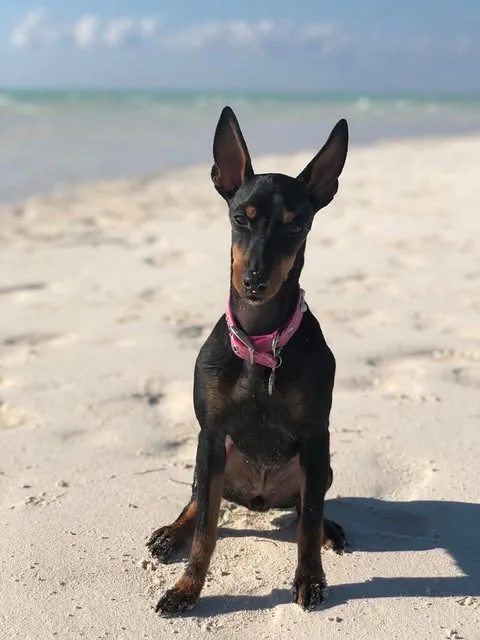 A black and tan dog with upright ears and a pink collar sitting on the sand