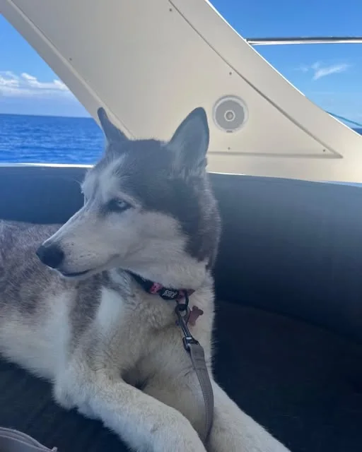 A husky resting on a boat